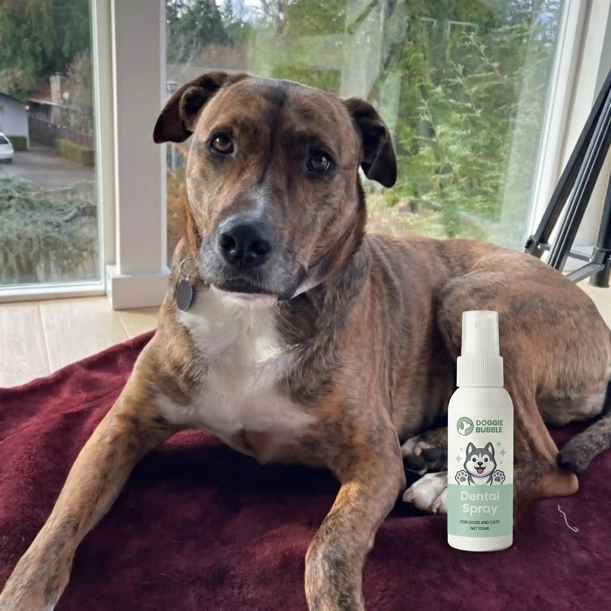 ontspannen Jack Russell